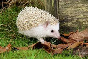 Blonde: Hedgehog - blonde