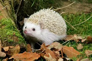 Blonde: Hedgehog - blonde