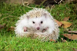 Blonde: Hedgehog - blonde