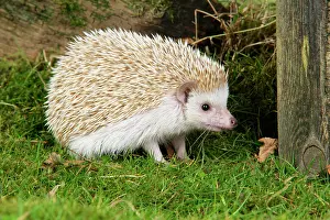 Blonde: Hedgehog - blonde