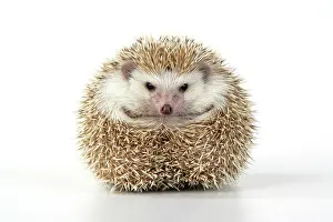 Blonde: Hedgehog - blonde