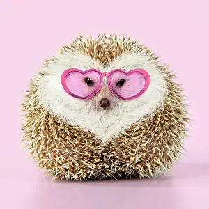 Blonde: Hedgehog blonde with heart-shaped pattern in fur