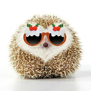 Pudding: Hedgehog blonde with heart-shaped pattern in fur