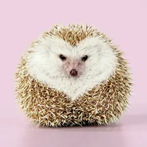 Blonde: Hedgehog blonde with heart-shaped pattern in fur