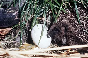 Elizabeth Bomford: HEDGEHOG - breaking open egg