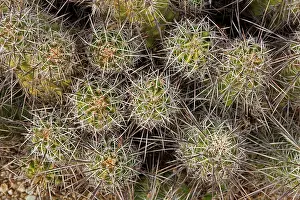 Echinocereus: Hedgehog Cactus