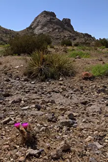 Echinocereus: Hedgehog Cactus