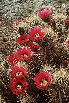 Hedgehog: HEDGEHOG CACTUS