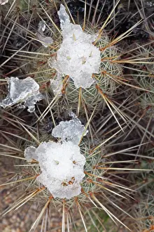 Echinocereus: Hedgehog Cactus with snow after desert snow storm