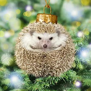 161018: Hedgehog Christmas bauble on Christmas tree