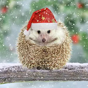Hedgehogs: Hedgehog with Christmas hat on branch in winter