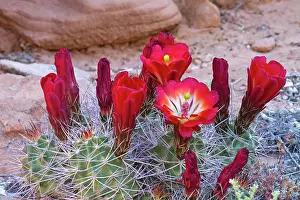 Claret: Hedgehog / Claret Cup Cactus