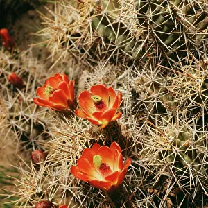 Donna Dickson: Hedgehog / Claret Cup CACTUS - in flower