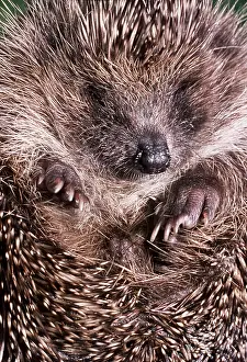 Hand: HEDGEHOG - close-up