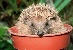 Nose: HEDGEHOG - close-up in flower pot