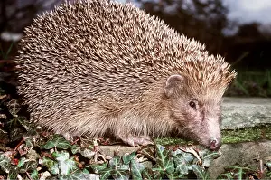 Insectivore: HEDGEHOG - close-up, side view
