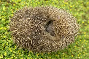 Curls: Hedgehog - Curls up into a ball