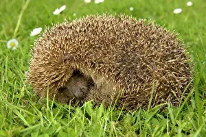 Curls: Hedgehog - Curls up into a ball