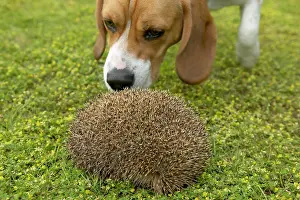 Curls: Hedgehog - Curls up into a ball with a dog smelling it