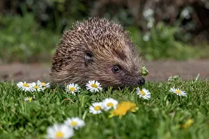 010222: Hedgehog - With Daisies - UK