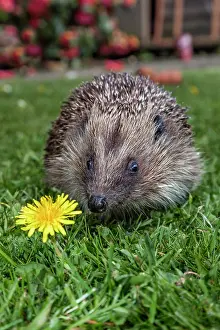 010222: Hedgehog - with Dandelion - UK