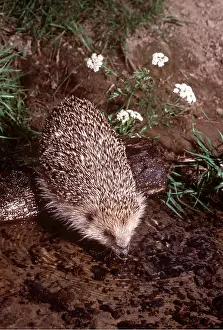 Hedgehog: HEDGEHOG - drinking from riverbank