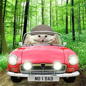 Forrest: Hedgehog driving car through a forest wearing a cap with num