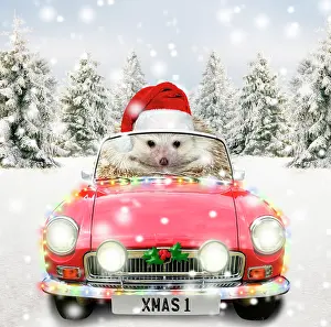250521: Hedgehog driving a sports car through Christmas winter scene