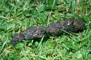 Faeces: Hedgehog - dropping