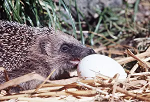 Elizabeth Bomford: HEDGEHOG - eating hen's egg