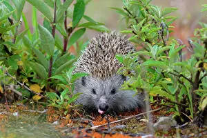 Drinks: Hedgehog (Erinaceidae) drinks, Upper Austria, Austria