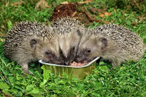 Erinaceus: Hedgehog (Erinaceus europaeus), young animals feeding