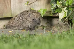 Worms: Hedgehog (Erinaceus europaeus) crawling under a