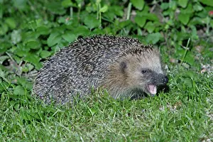 Crepuscular: Hedgehog - feeding in garden at night