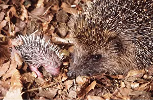Hedgehog: Hedgehog - Female & young in Autumn leaves