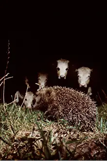 Elizabeth Bomford: HEDGEHOG - in field with cows