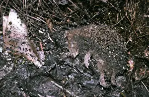 Victims: HEDGEHOG FIRE VICTIM - casualty of Bonfire