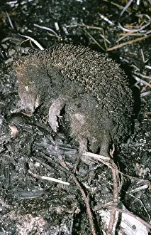 Victims: HEDGEHOG FIRE VICTIM - Casualty of Bonfire