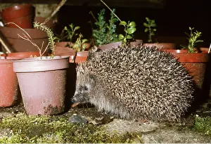 Pots: Hedgehog - amongst flower pots