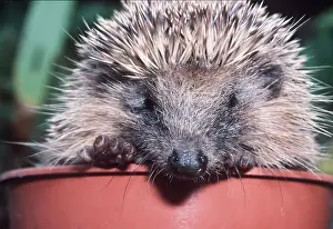 Pots: HEDGEHOG - in flowerpot close-up