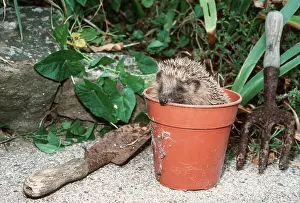 Pots: HEDGEHOG - in flowerpot, with garden tools