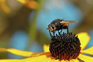 Nectar: Hedgehog fly (Tachina fera), collecting nectar from