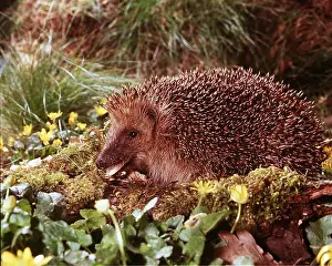 Hedgehogs: HEDGEHOG - foraging with leaf in mouth
