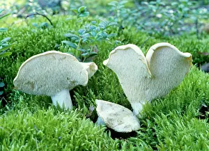 Repandum: Hedgehog Fungi - edible