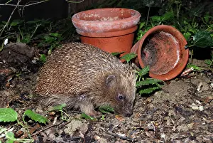 Hedgehog - in garden