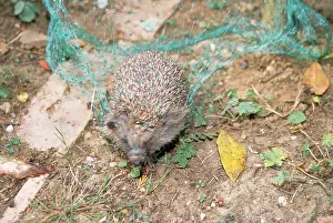 Netting: HEDGEHOG - in garden netting