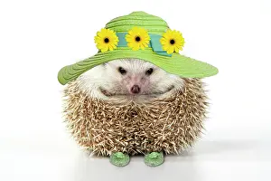 Silly: Hedgehog - in hat and shoes - Easter