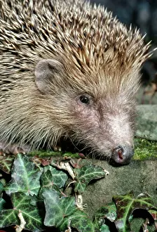 Nose: HEDGEHOG - head