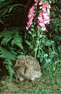 Hedgehog: HEDGEHOG - in hedgerow