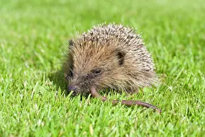 Earthworms: Hedgehog - juvenile eating earthworm on lawn